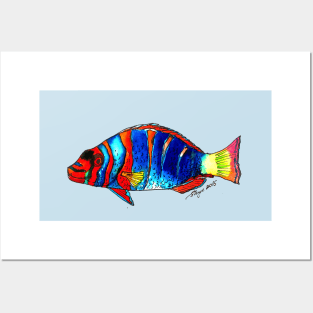 "Harlequin Tuskfish" Posters and Art